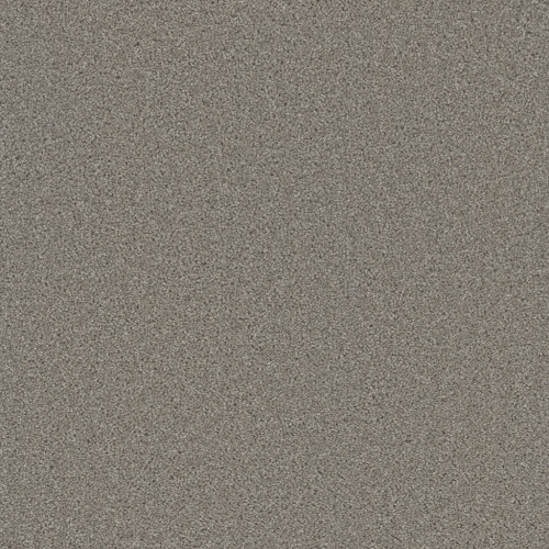 BROADCAST PLUS - Silver Birch