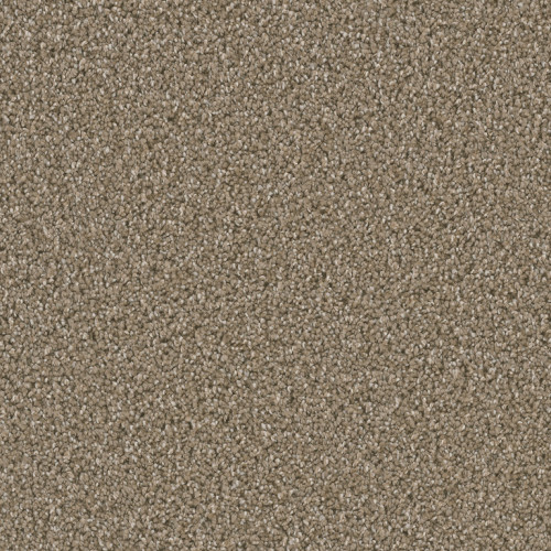 DAZZLING - Acorn
