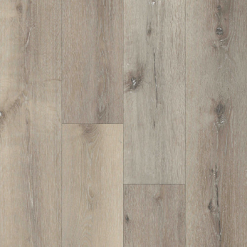Everlasting-Laurel Oak