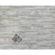 Cape May - Shell Cape May - Shell