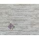Cape May - Shell Cape May - Shell
