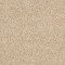 XV630 - Sand Dollar 00202