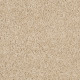 XV630 - Sand Dollar 00202 XV630 - Sand Dollar 00202