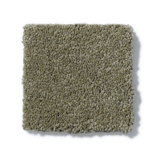 PAWPARAZZI I - Dry Sage 00536