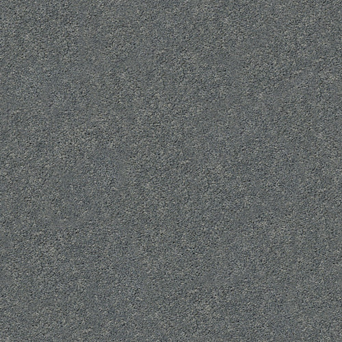 PAWPARAZZI I - Steel Wool 00545