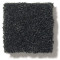 PAWPARAZZI I - Night Shade 00558