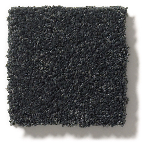 PAWPARAZZI I - Night Shade 00558