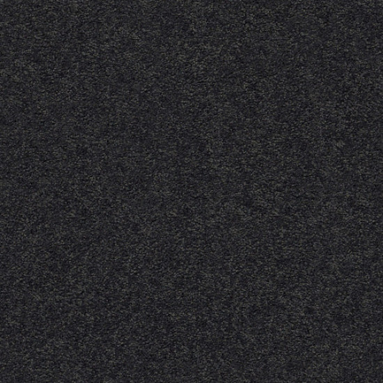 PAWPARAZZI I - Night Shade 00558 PAWPARAZZI I - Night Shade 00558