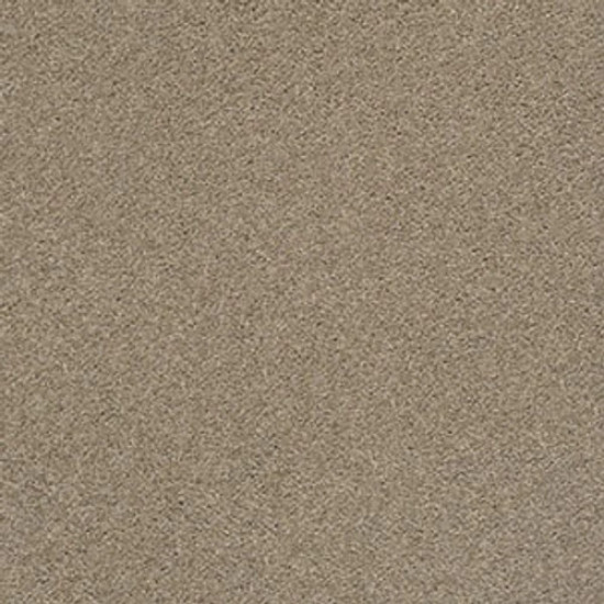 PAWPARAZZI I - Driftwood 00712