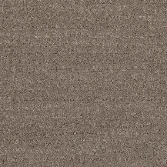 SOLSTICE - Shitake 00754