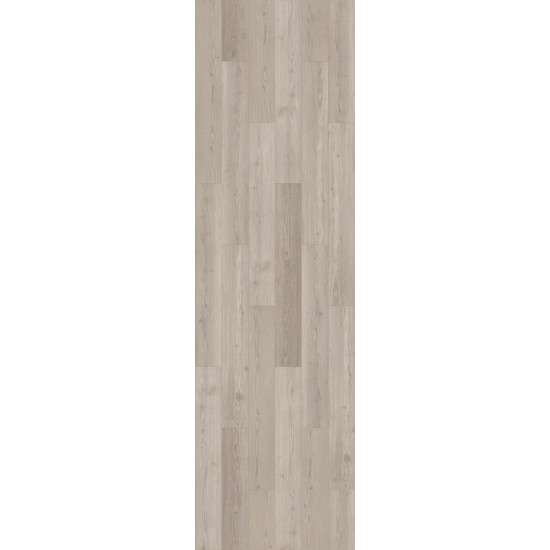 Galaxy - Sunflower Pine 02065 Galaxy - Sunflower Pine 02065